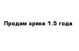 Продам хряка 1.5 года